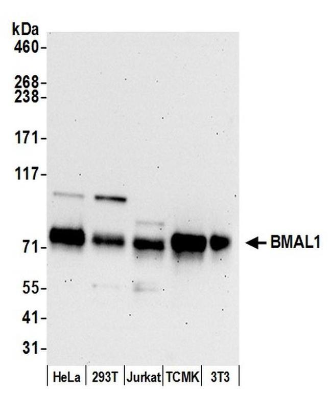 BMAL1 Antibody in Western Blot (WB)