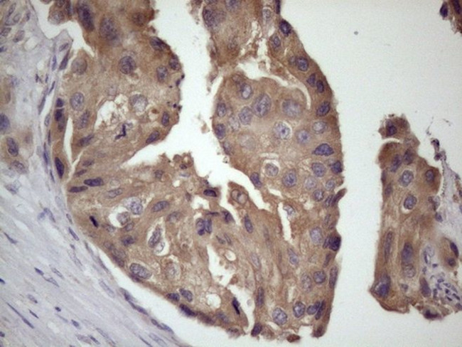 BMF Antibody in Immunohistochemistry (Paraffin) (IHC (P))