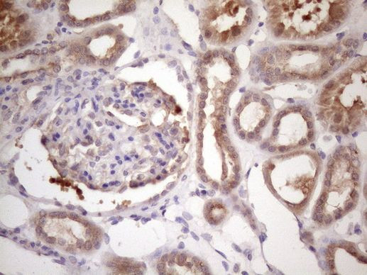 BMF Antibody in Immunohistochemistry (Paraffin) (IHC (P))