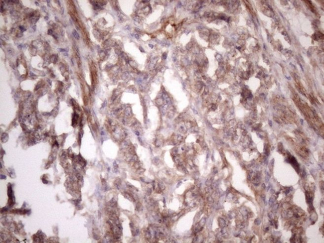 BMF Antibody in Immunohistochemistry (Paraffin) (IHC (P))