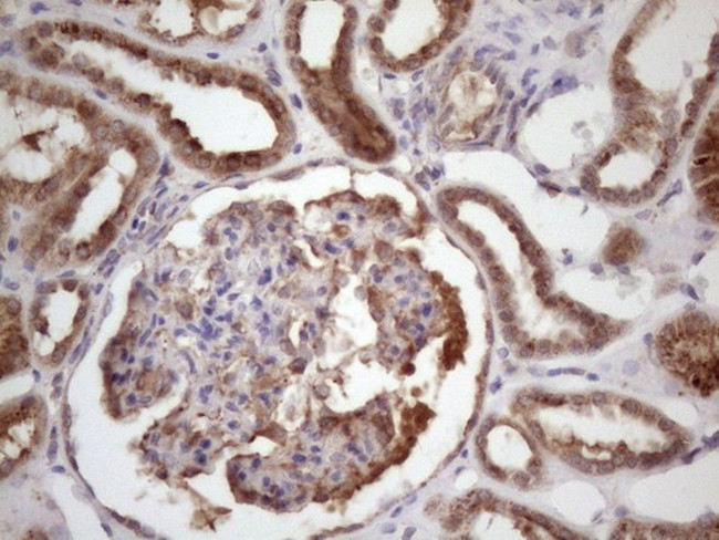 BMF Antibody in Immunohistochemistry (Paraffin) (IHC (P))