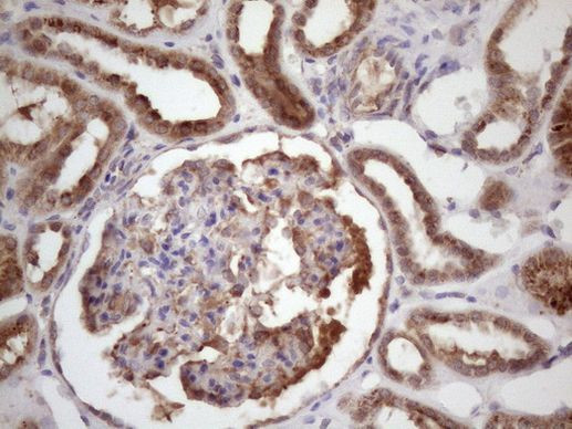 BMF Antibody in Immunohistochemistry (Paraffin) (IHC (P))