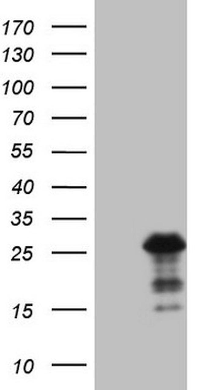 BMF Antibody in Western Blot (WB)