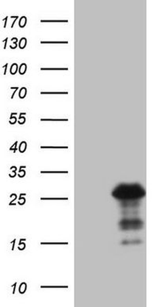 BMF Antibody in Western Blot (WB)