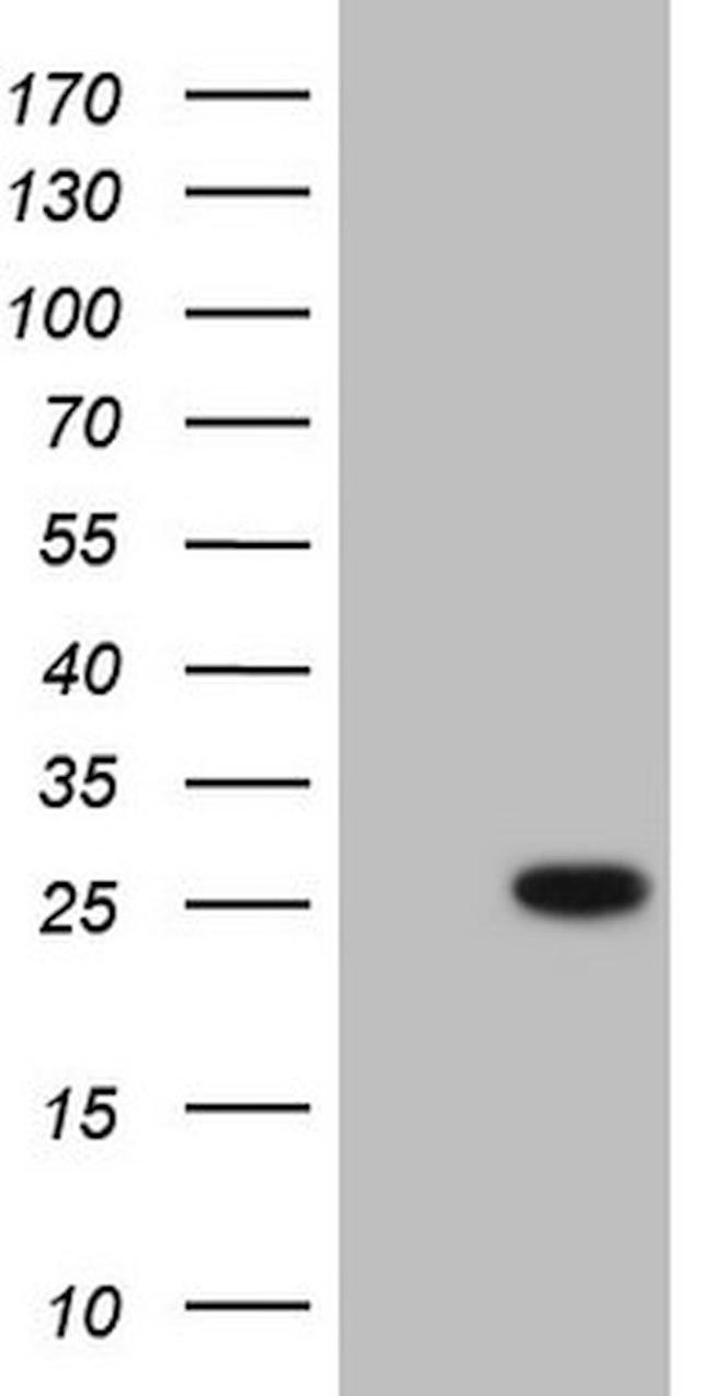 BMF Antibody in Western Blot (WB)