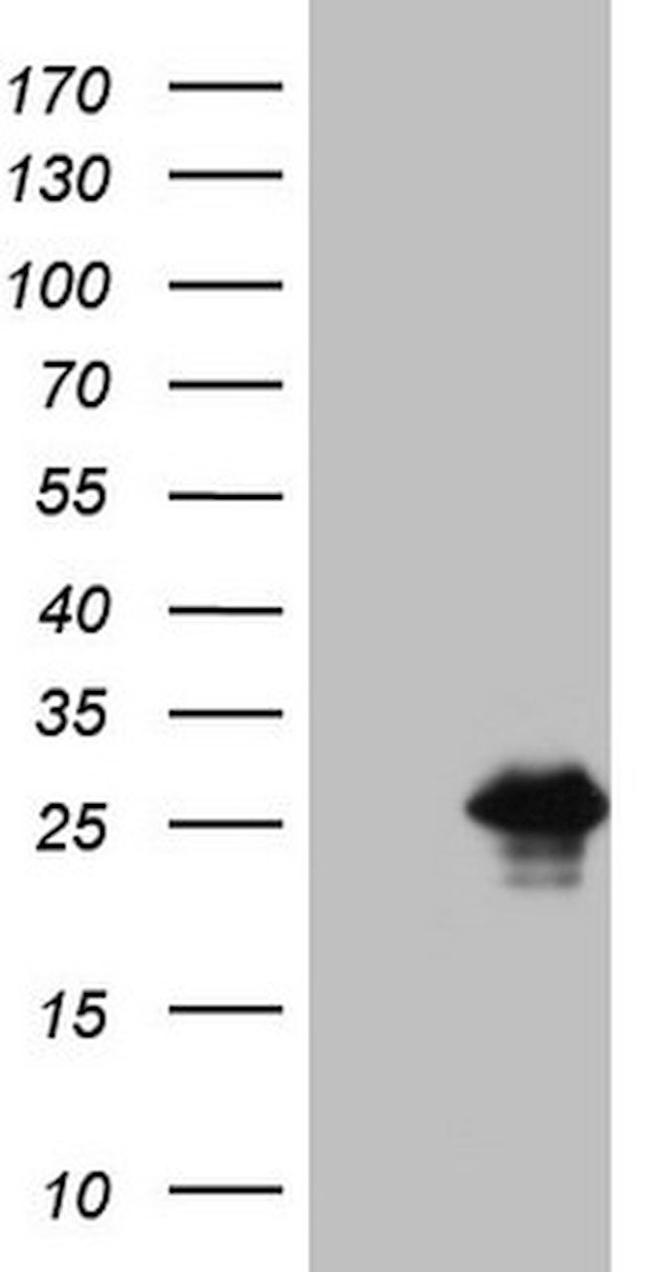 BMF Antibody in Western Blot (WB)