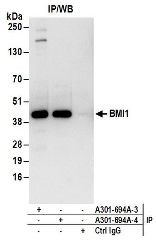 BMI1 Antibody in Western Blot (WB)