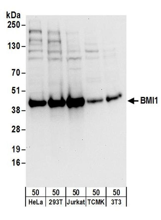 BMI1 Antibody in Western Blot (WB)