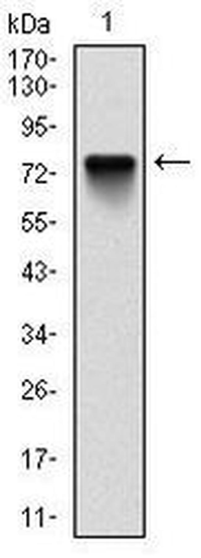 BMI-1 Antibody in Western Blot (WB)