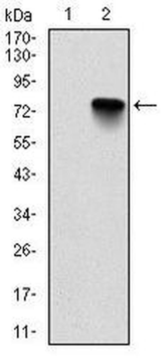 BMI-1 Antibody in Western Blot (WB)