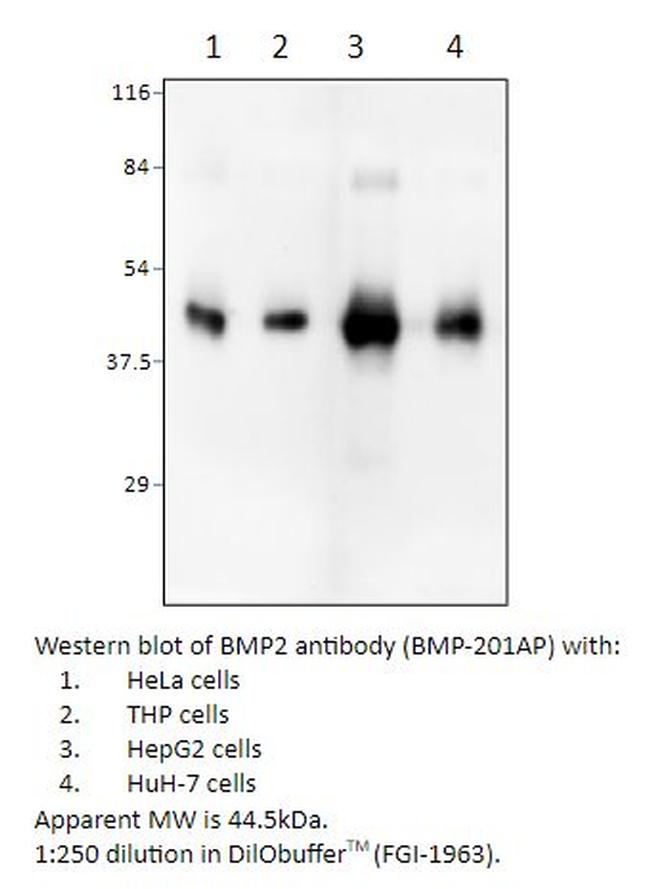 BMP2 Antibody in Western Blot (WB)