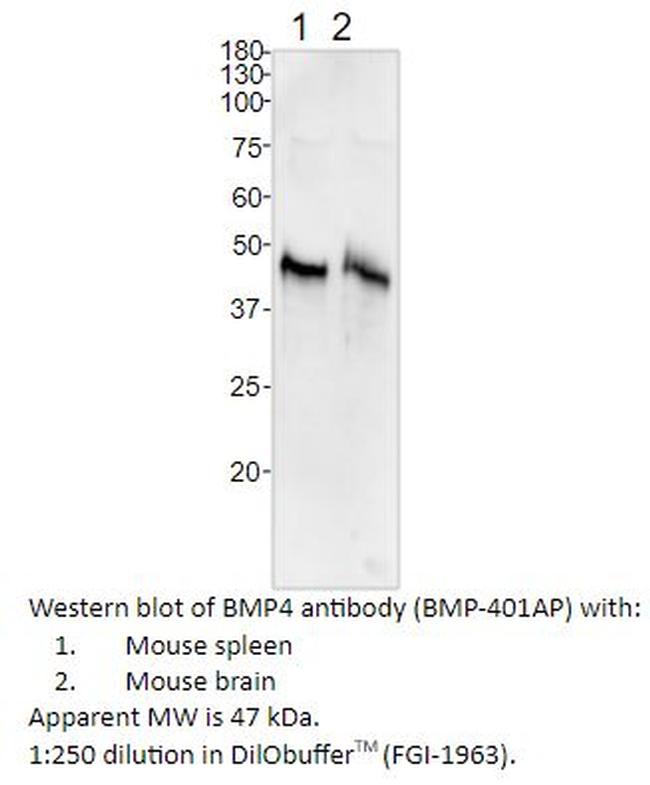 BMP4 Antibody in Western Blot (WB)