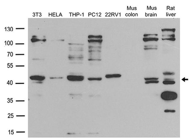 BMP2 Antibody in Western Blot (WB)