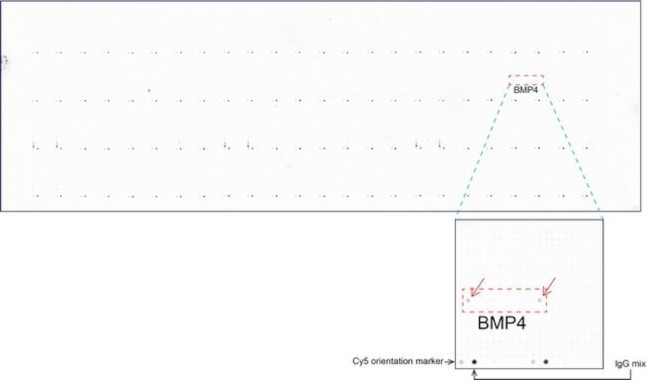 BMP4 Antibody in Peptide array (ARRAY)
