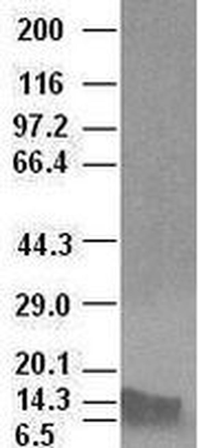 BMP4 Antibody in Western Blot (WB)