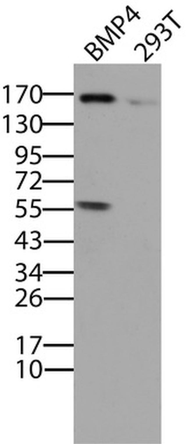 BMP4 Antibody in Western Blot (WB)