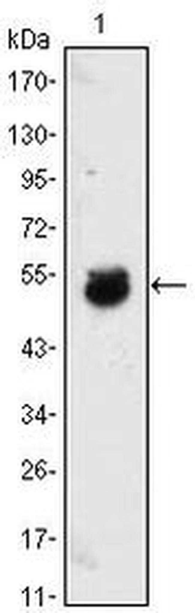 BMP-4 Antibody in Western Blot (WB)