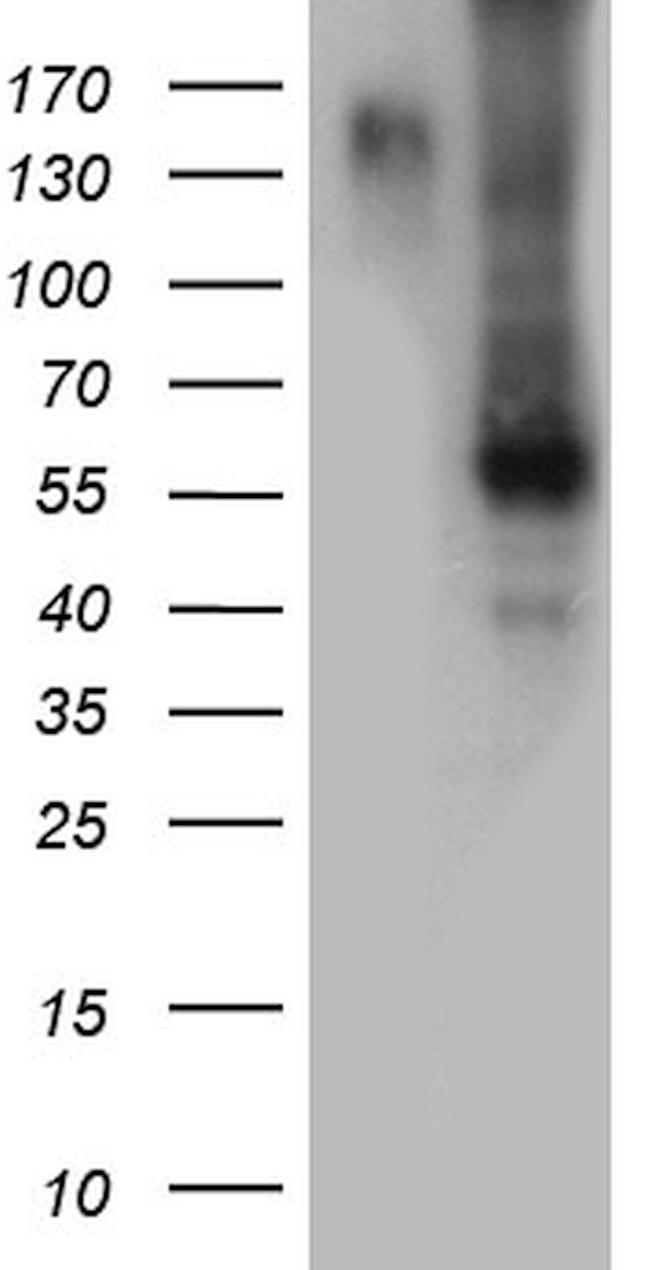 BMP6 Antibody in Western Blot (WB)