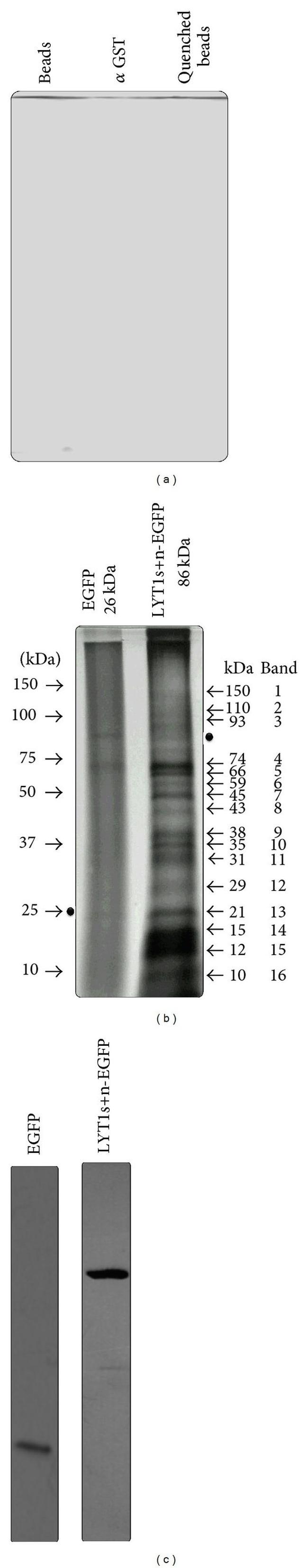 GST Tag Antibody in Immunoprecipitation (IP)