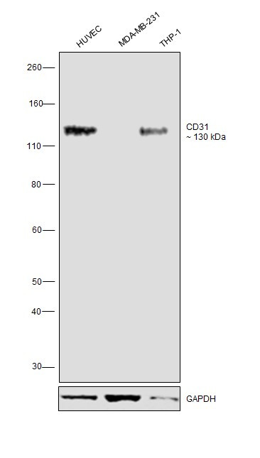 CD31 (PECAM-1) Antibody