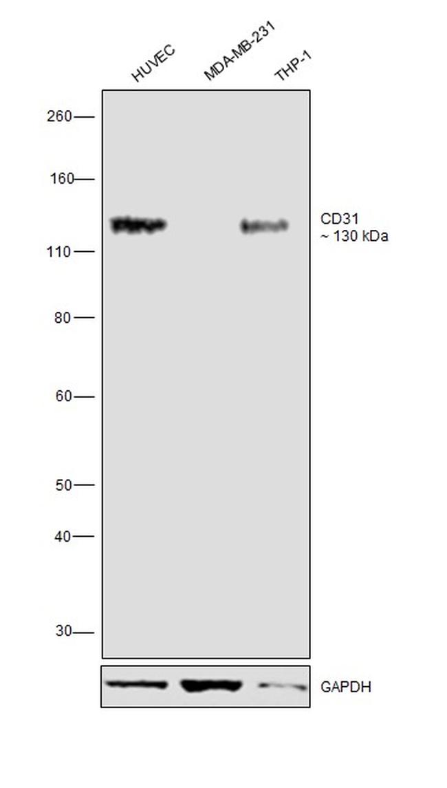 CD31 (PECAM-1) Antibody in Western Blot (WB)