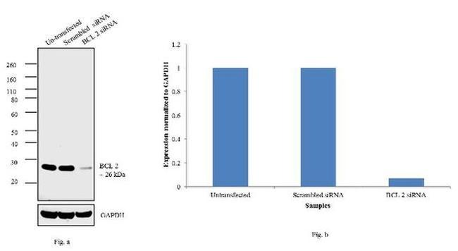 Bcl-2 Antibody in Western Blot (WB)