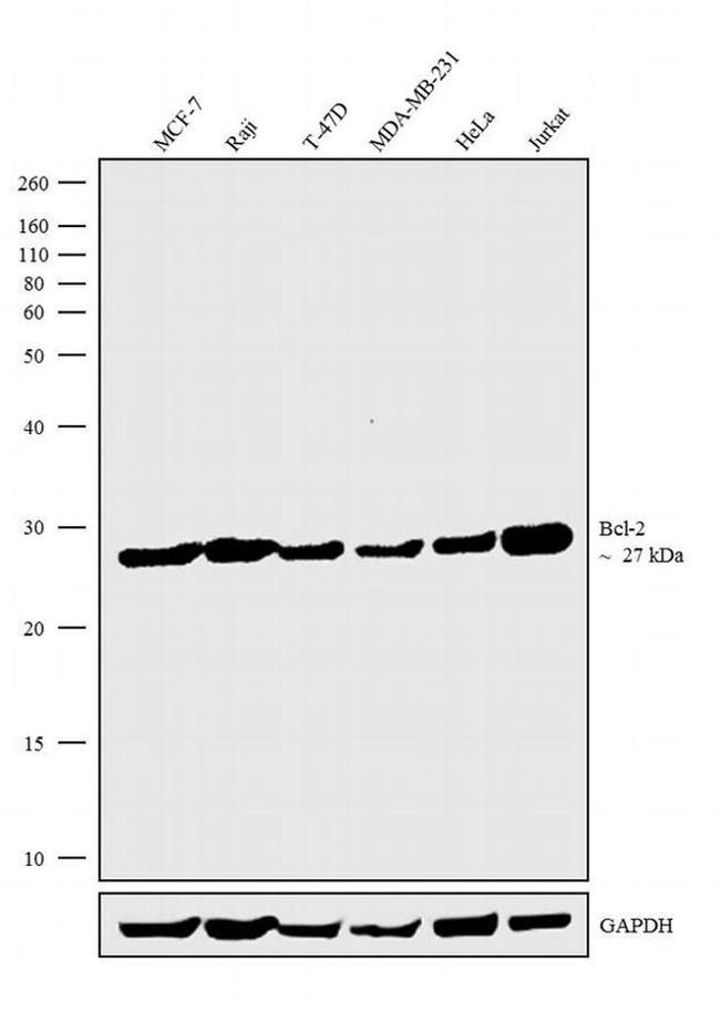 Bcl-2 Antibody in Western Blot (WB)