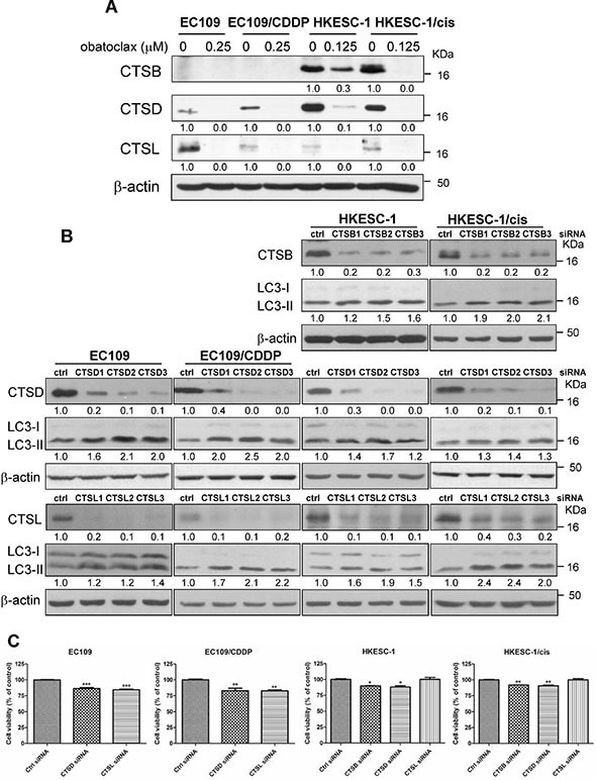 Cathepsin L Antibody in Western Blot (WB)