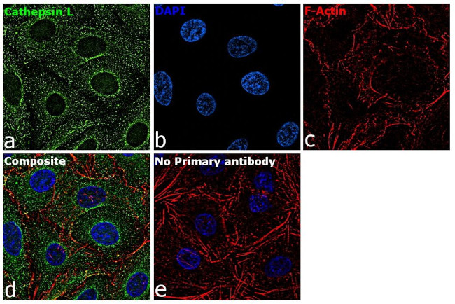 Cathepsin L Antibody in Immunocytochemistry (ICC/IF)