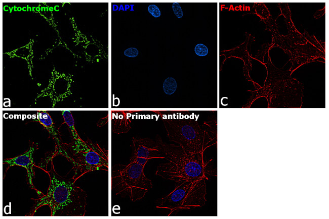 Cytochrome C Antibody in Immunocytochemistry (ICC/IF)