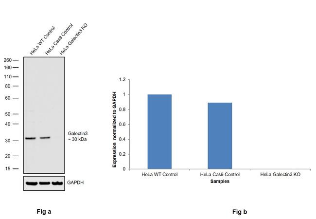 Galectin 3 Antibody in Western Blot (WB)