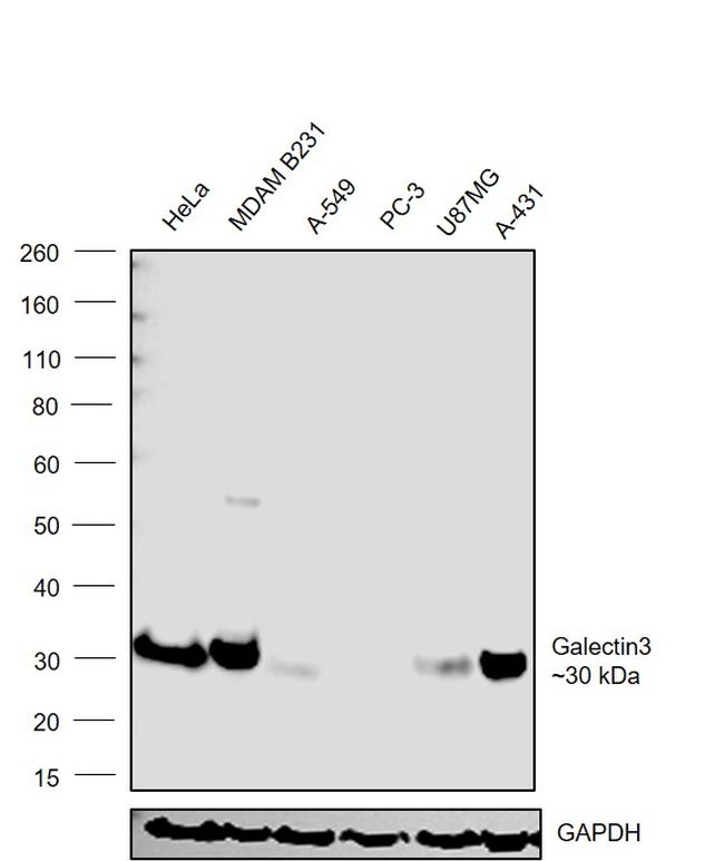 Galectin 3 Antibody in Western Blot (WB)