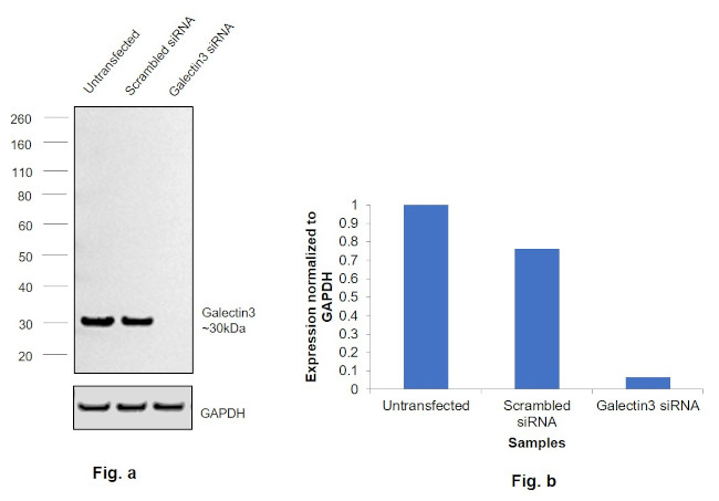 Galectin 3 Antibody