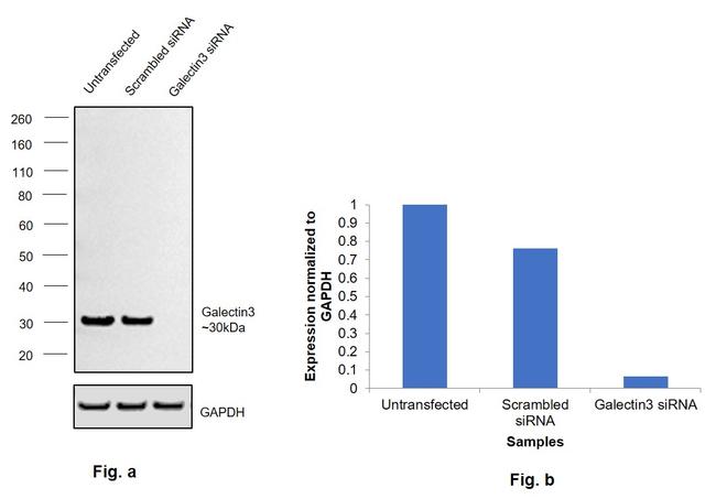 Galectin 3 Antibody in Western Blot (WB)