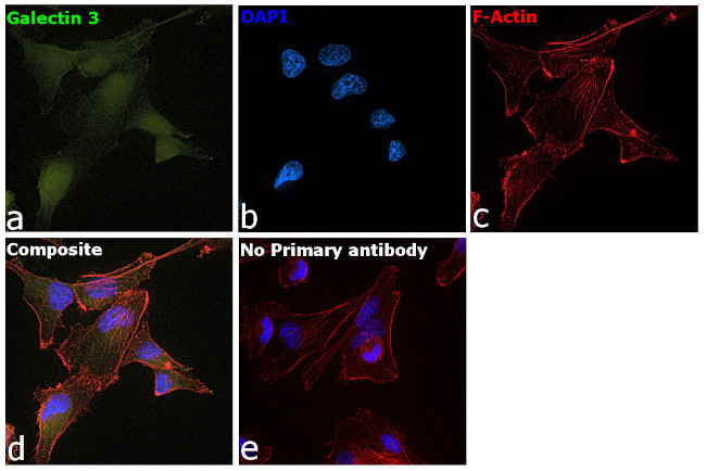 Galectin 3 Antibody in Immunocytochemistry (ICC/IF)