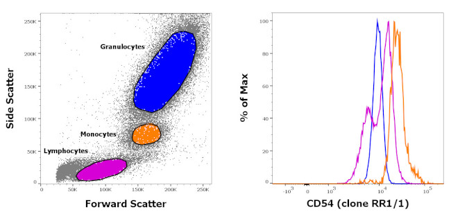 CD54 (ICAM-1) Antibody