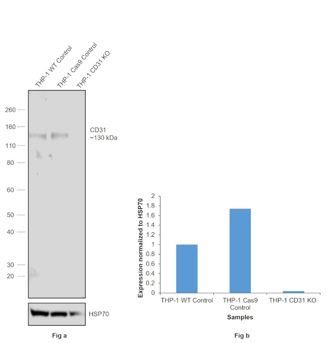 CD31 (PECAM-1) Antibody