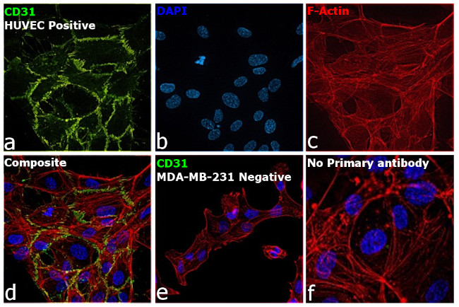 CD31 (PECAM-1) Antibody