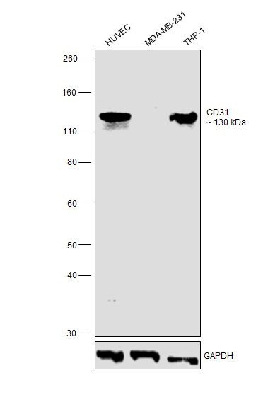 CD31 (PECAM-1) Antibody