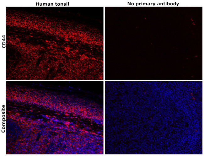 CD44std Antibody in Immunohistochemistry (Paraffin) (IHC (P))