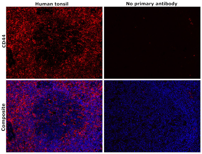 CD44std Antibody in Immunohistochemistry (Paraffin) (IHC (P))