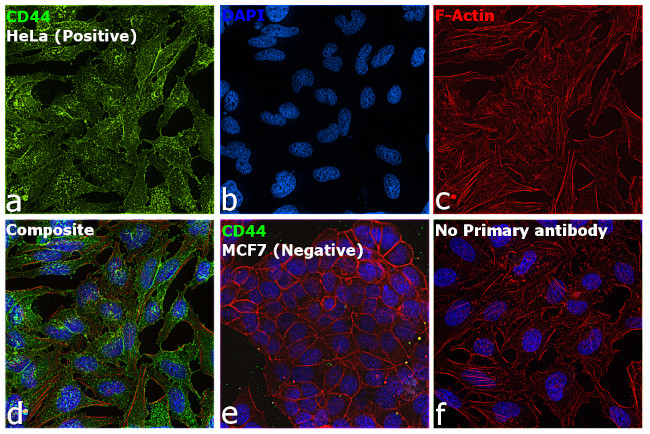 CD44std Antibody