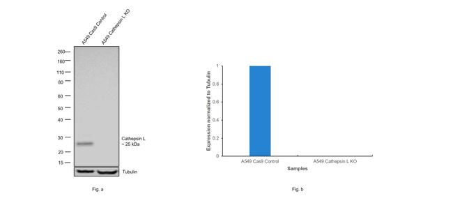 Cathepsin L Antibody in Western Blot (WB)