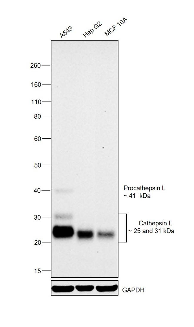 Cathepsin L Antibody in Western Blot (WB)