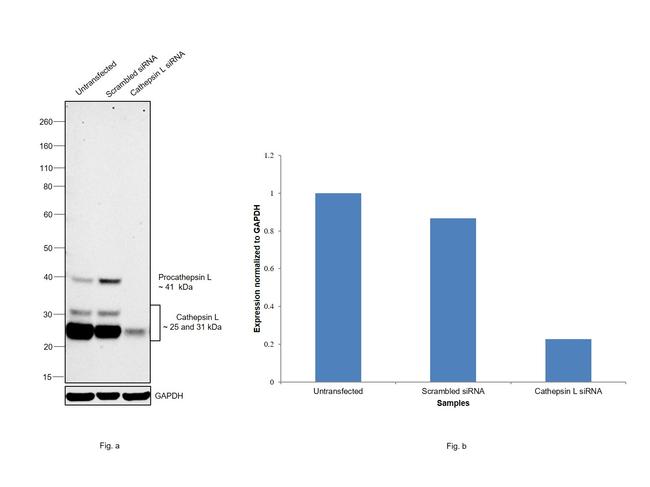 Cathepsin L Antibody in Western Blot (WB)