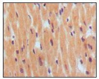 BNP Antibody in Immunohistochemistry (Paraffin) (IHC (P))