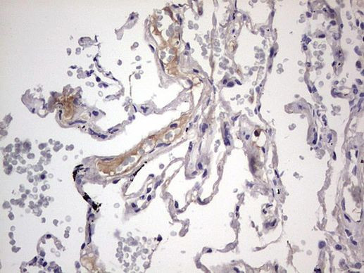 BOLL Antibody in Immunohistochemistry (Paraffin) (IHC (P))