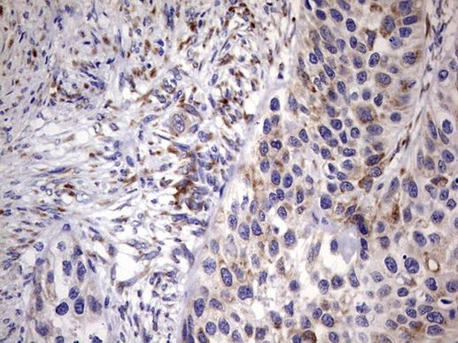 BOLL Antibody in Immunohistochemistry (Paraffin) (IHC (P))