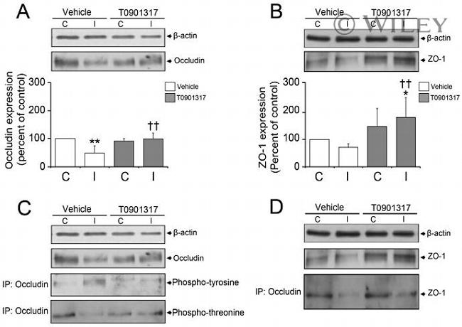 ZO-1 Antibody in Western Blot (WB)