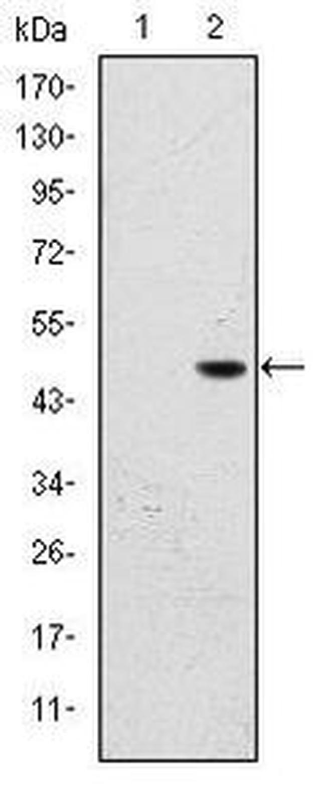 FALZ Antibody in Western Blot (WB)